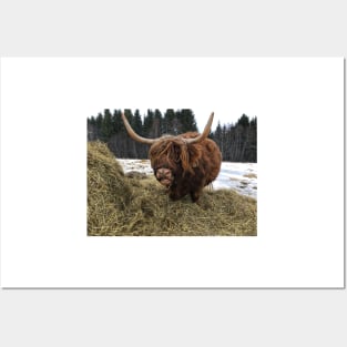 Scottish Highland Cattle Cow 2323 Posters and Art